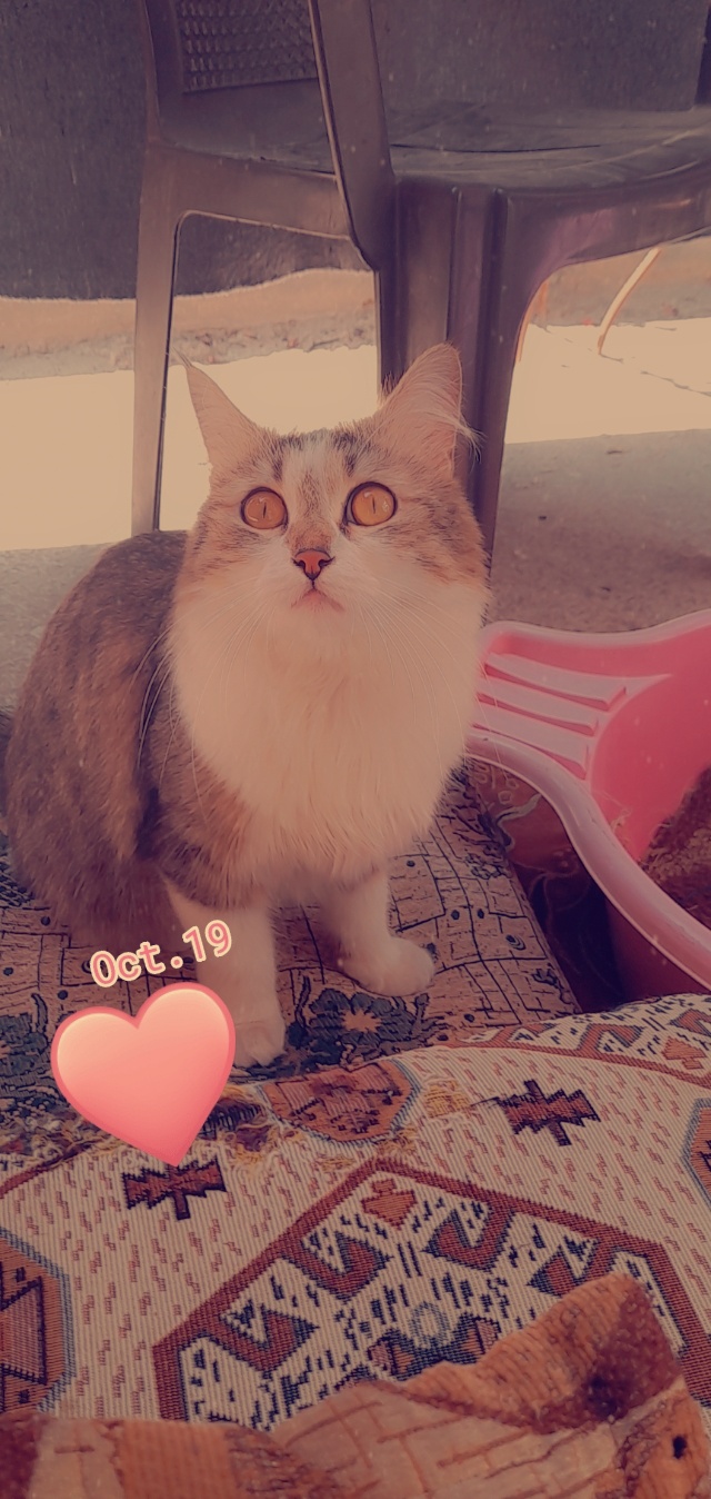 ���� ������_df9CM